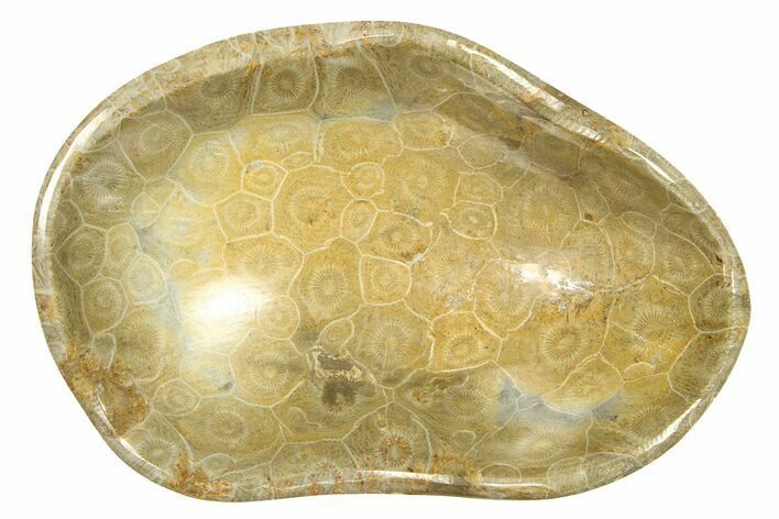 Polished Fossil Coral (Actinocyathus) Dish - Morocco #294074